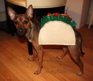 dog taco costume